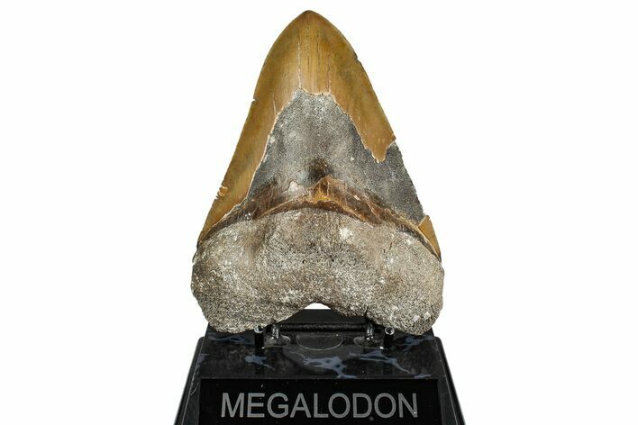 Huge, Fossil Megalodon Tooth - North Carolina #342157